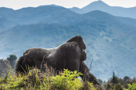 Rwanda Gorilla Trekking – 4 Days