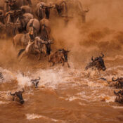 Wildebeests crossing Mara River